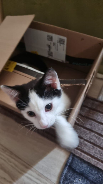 Male Kitten