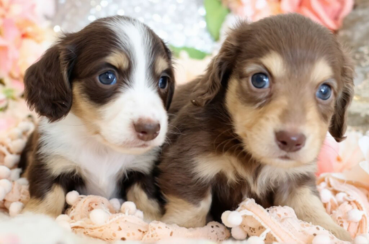 Gorgeous Long‑Haired Miniature Dachshund Puppies &ndash; Ready Soon!