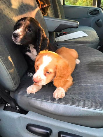 Cocker spaniel puppies
