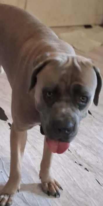 2 cane corso pups