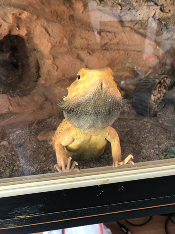 Bearded dragon and vivariun