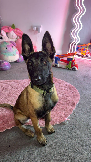 Shadow Belgium mal female