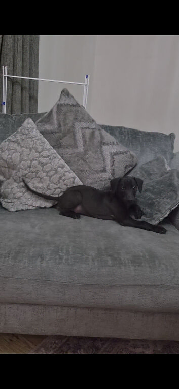 2 Beautiful Bedlington Whippet Puppies for Sale