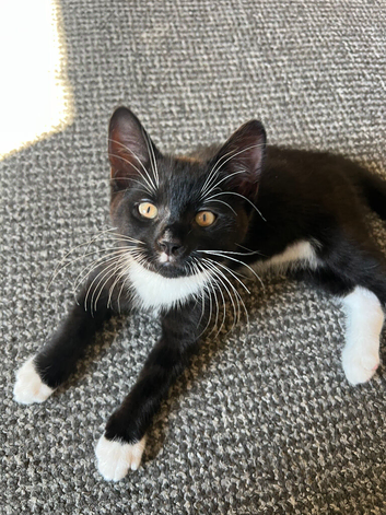 Beautiful kittens ready for a loving home :)
