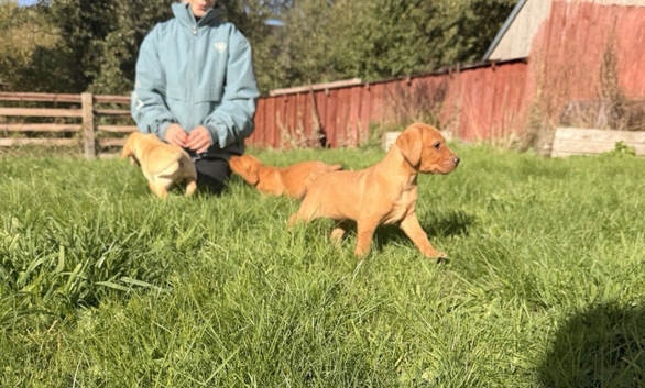 Stunning litter of lab pups looking for new homes