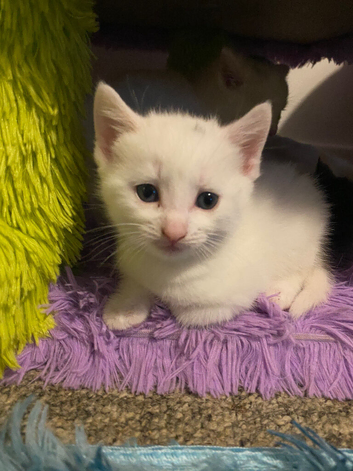 Male pure white kitten