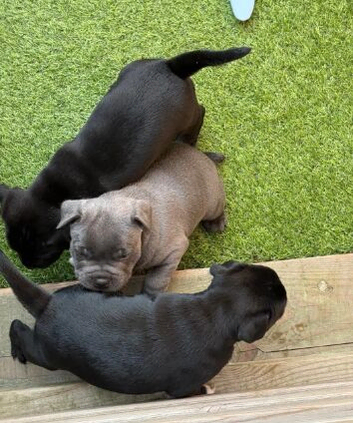 LOVELY LITTLE TREASURE SEEKING THEIR LOVING HOMES