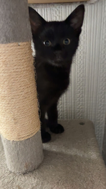Male kittwn