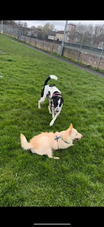 Dog walking/pet check ins