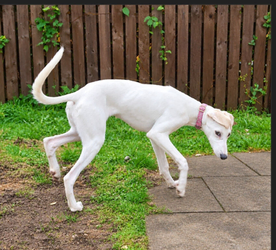 3/4 Saluki bitch pup from perfect bloodlines