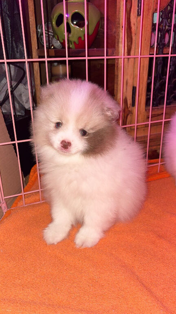 Two beautiful Sable chocolate Pomeranian boys