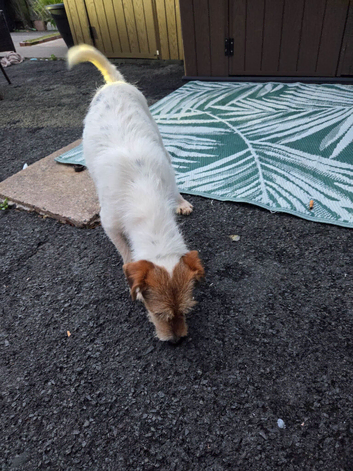Jack russell bitch