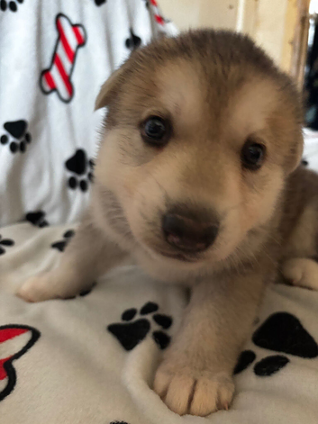 3 beautiful shepsky babies