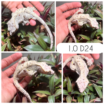 Male crested geckos