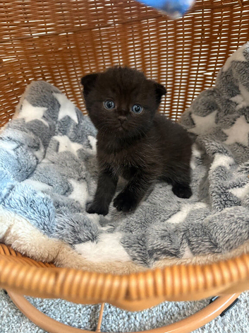 Gorgeous BSH Scottish Fold & Straight Kittens
