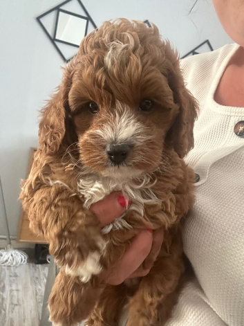toy cavapoo 1 little boy left