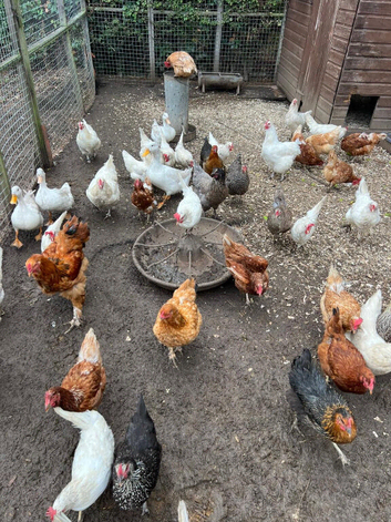 Chicken mixture of breeds