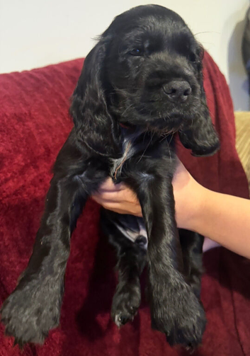 Beautiful Cocker spaniel puppies