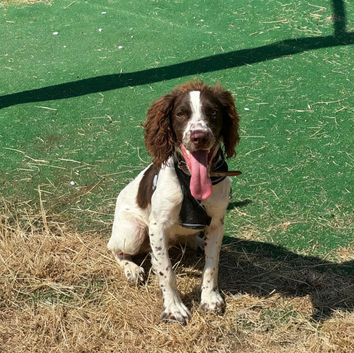 Springer Spaniel