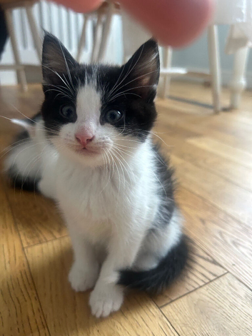 Kitten 9 weeks for sale
