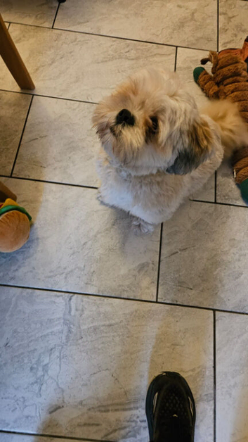 Could you love this beautiful boy?