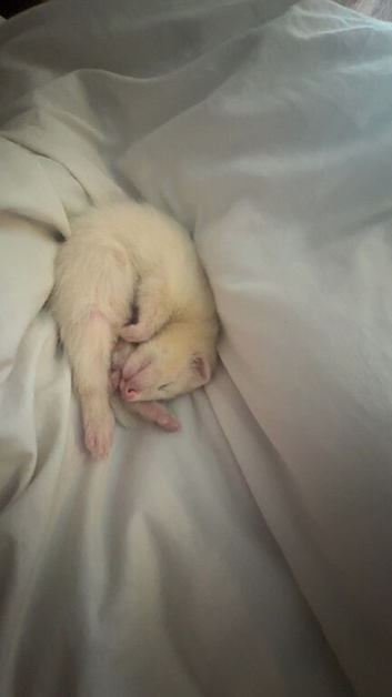 Needs a good home,