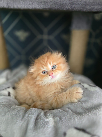 Scottish fold x British shorthair
