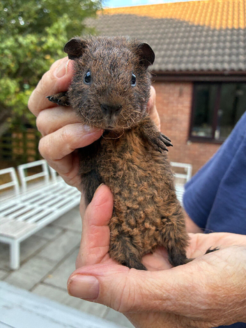 Cavies available