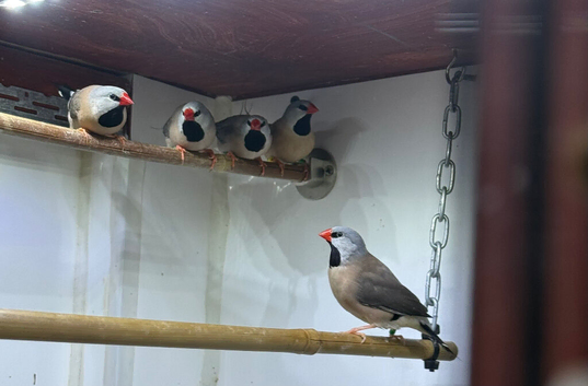 Hex finches