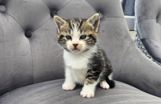 American short hair kittens for sale