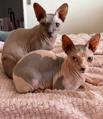 Piggy & Cruella. 3 year old Bonded male and female