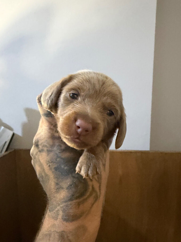 5x isabella & tan miniture dachshunds
