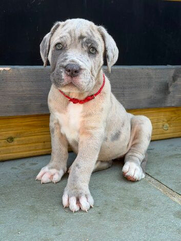 Hybrid mastiffs