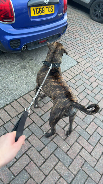Male Staffordshire bull terrier for sale