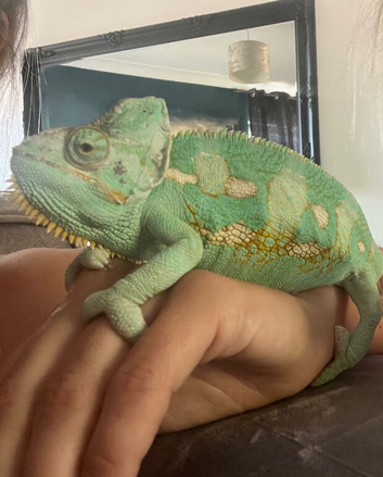 Friendly male chameleon