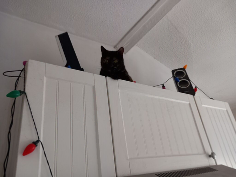 Young female needs good home