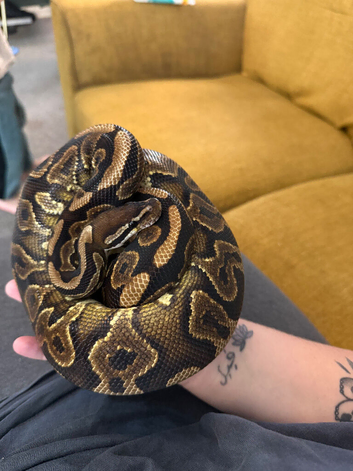 Pet Only Ball Pythons