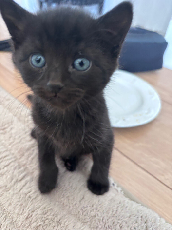 kittens 9 weeks old