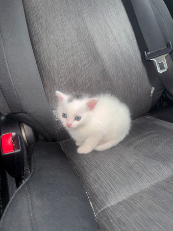artic curl british shorthair mix Girl for sale