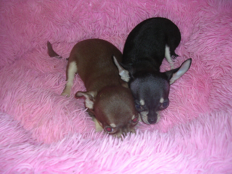 Small Chihuahua puppies 1 girl 2 boys vaccinated girl &pound;750.00 Boys &pound;650.00