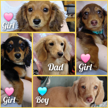 Longhaired Mini's️ - Beautiful Temperments