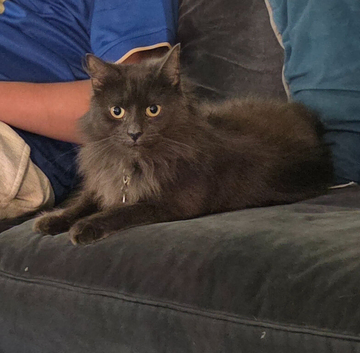 Tallulah