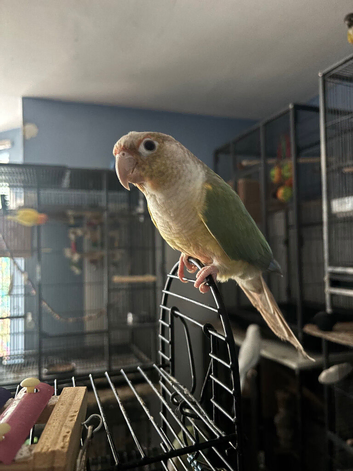 Beautiful coloured males conures