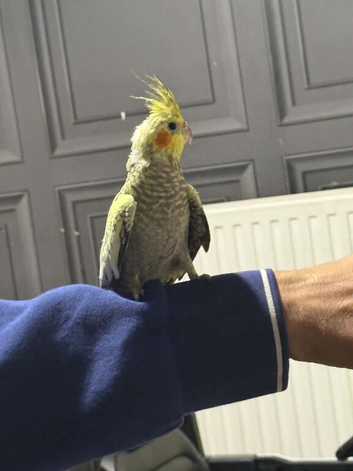4 Month Old Cockatiels Pearl, Grey, Grey & White