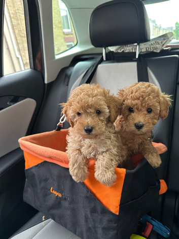Ready now: KC toy poodles