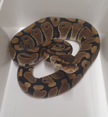 Royal python hatchlings