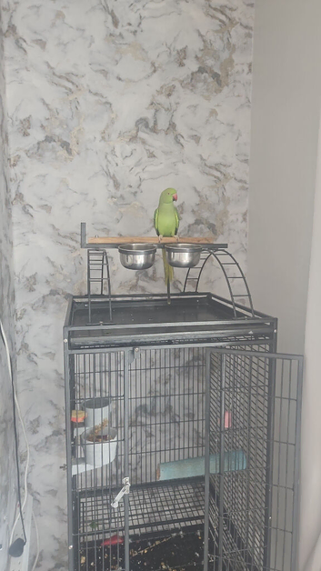 Beautiful green ringneck parrot