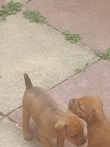 lakeland terrier pups for sale