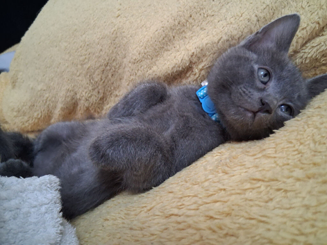2 x beautiful beautiful grey kittensn still available reserve now