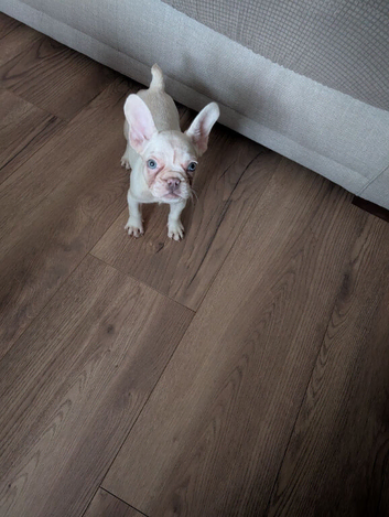 Beautiful french bulldog puppy
